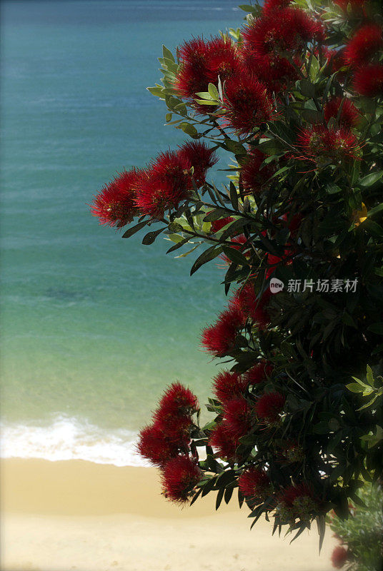 新西兰Pohutukawa &海景